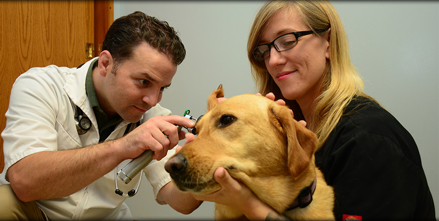 Preventive Medicine at Greentree Animal Hospital