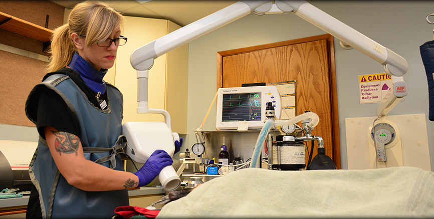 Greentree Animal Hospital provides digital dental radiology