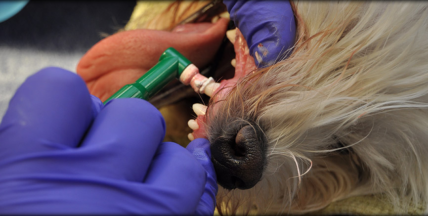 Tooth Extractions and Bonded Sealants at Greentree Animal Hospital