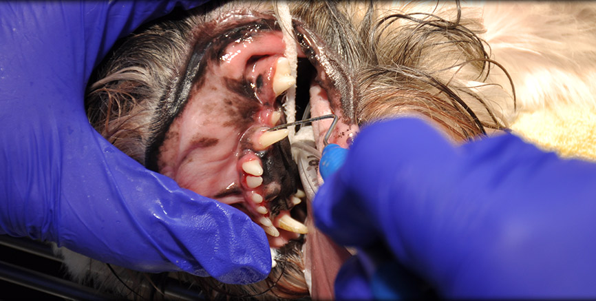 Oral Surgery at Greentree Animal Hospital