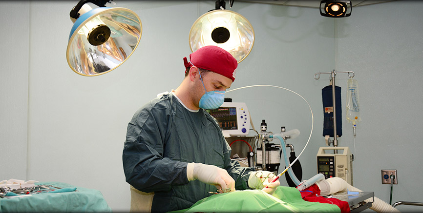 Dr. Kleven performs laser surgical procedures at Greentree Animal Hospital