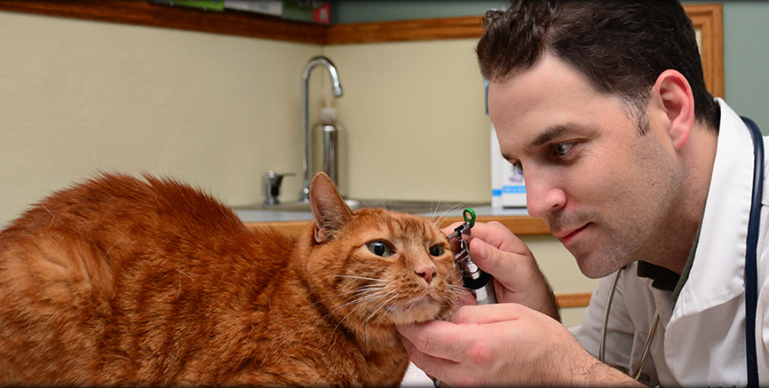 Feline preventive care at Greentree Animal Hospital Resources
