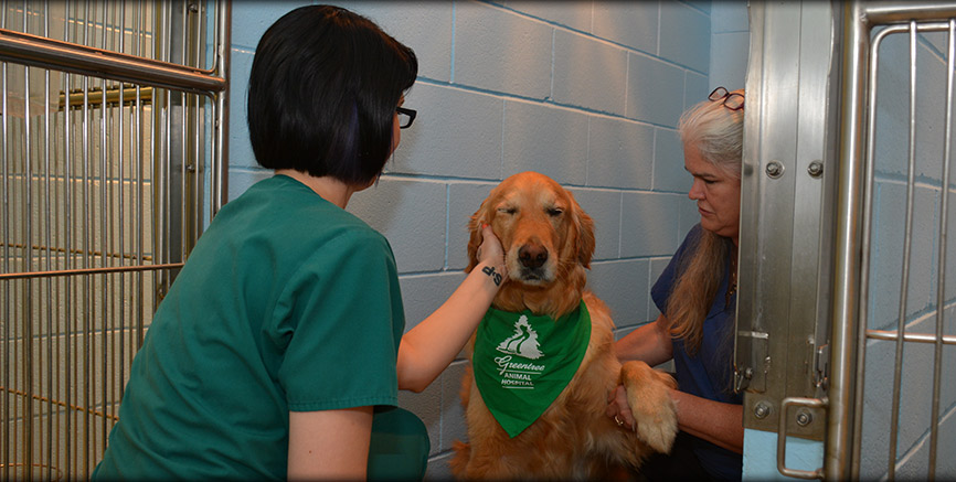 Cardiology Testing at Greentree Animal Hospital