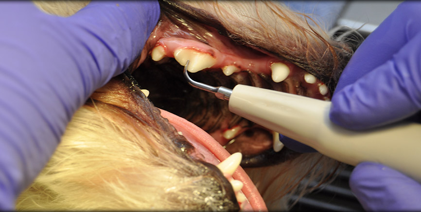 Routine Dental Care at Greentree Animal Hospital