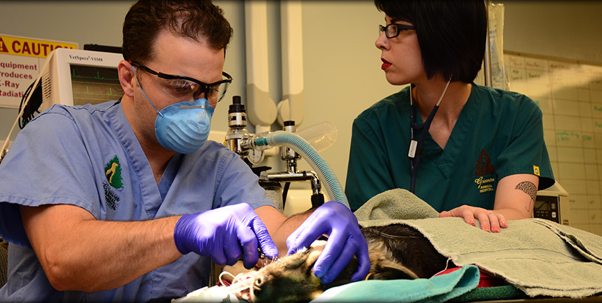 Periodontal services at Greentree Animal Hospital