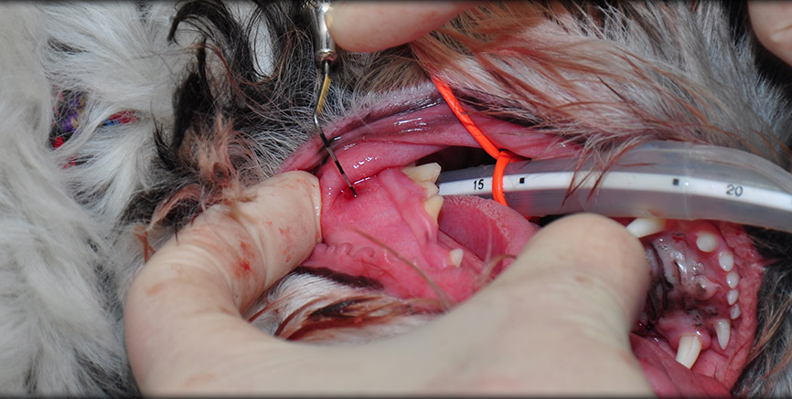 Periodontal Therapy at Greentree Animal Hospital